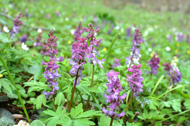 Corydalis: A Brief History – People's Herbs